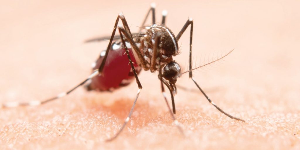 Mosquito with dengue biting hand